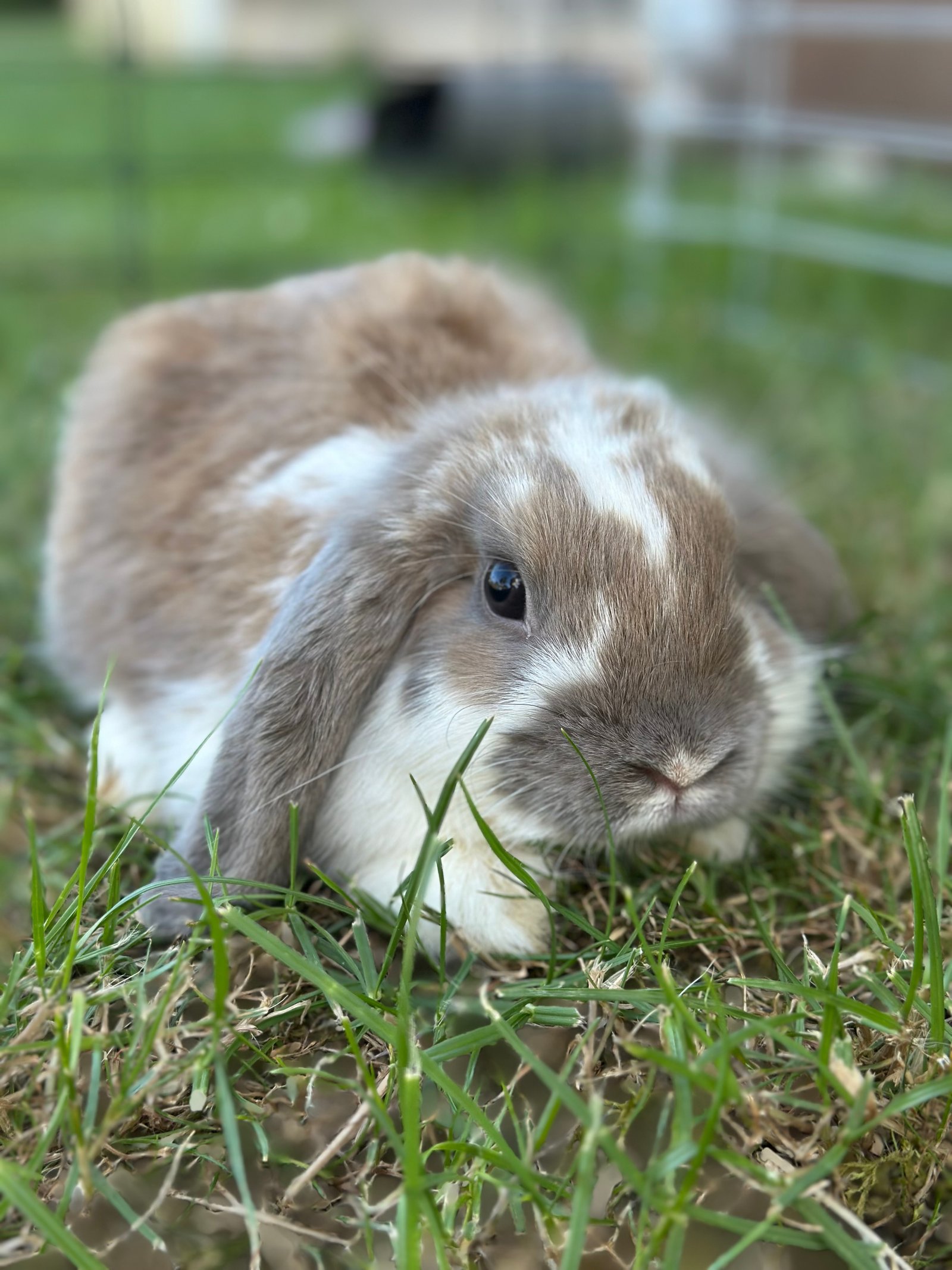 Kopena Alexandra portfolio