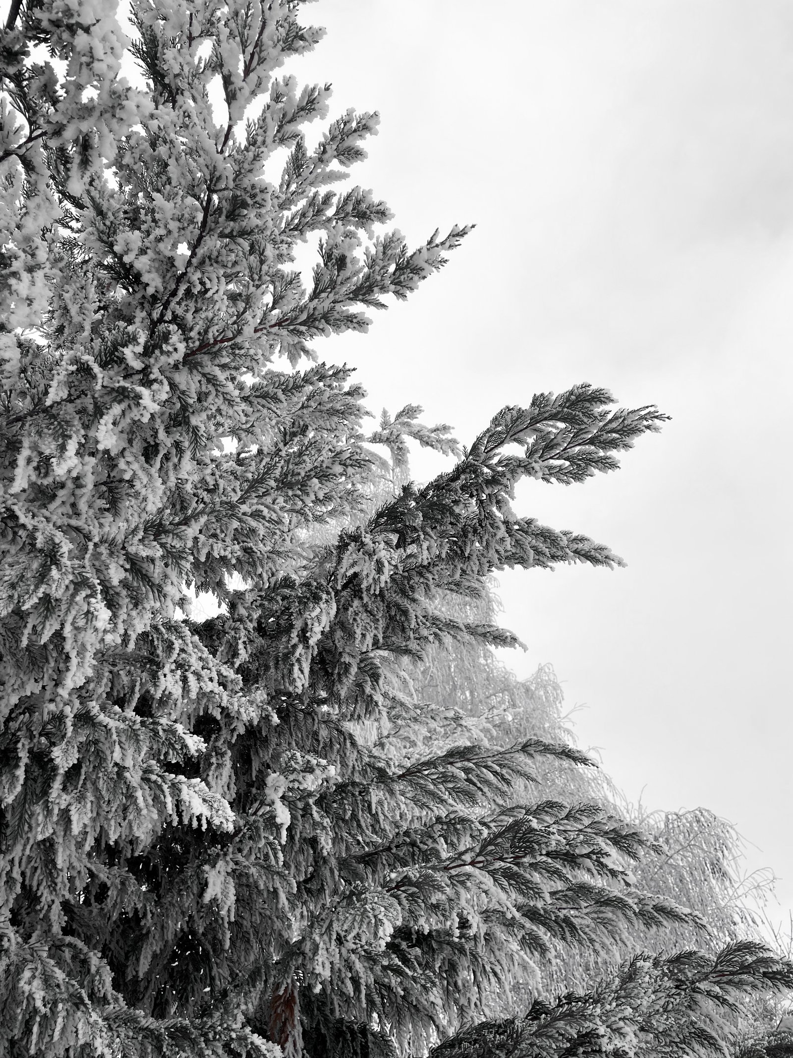 Sárosi-Lepsényi Vanessza portfolio