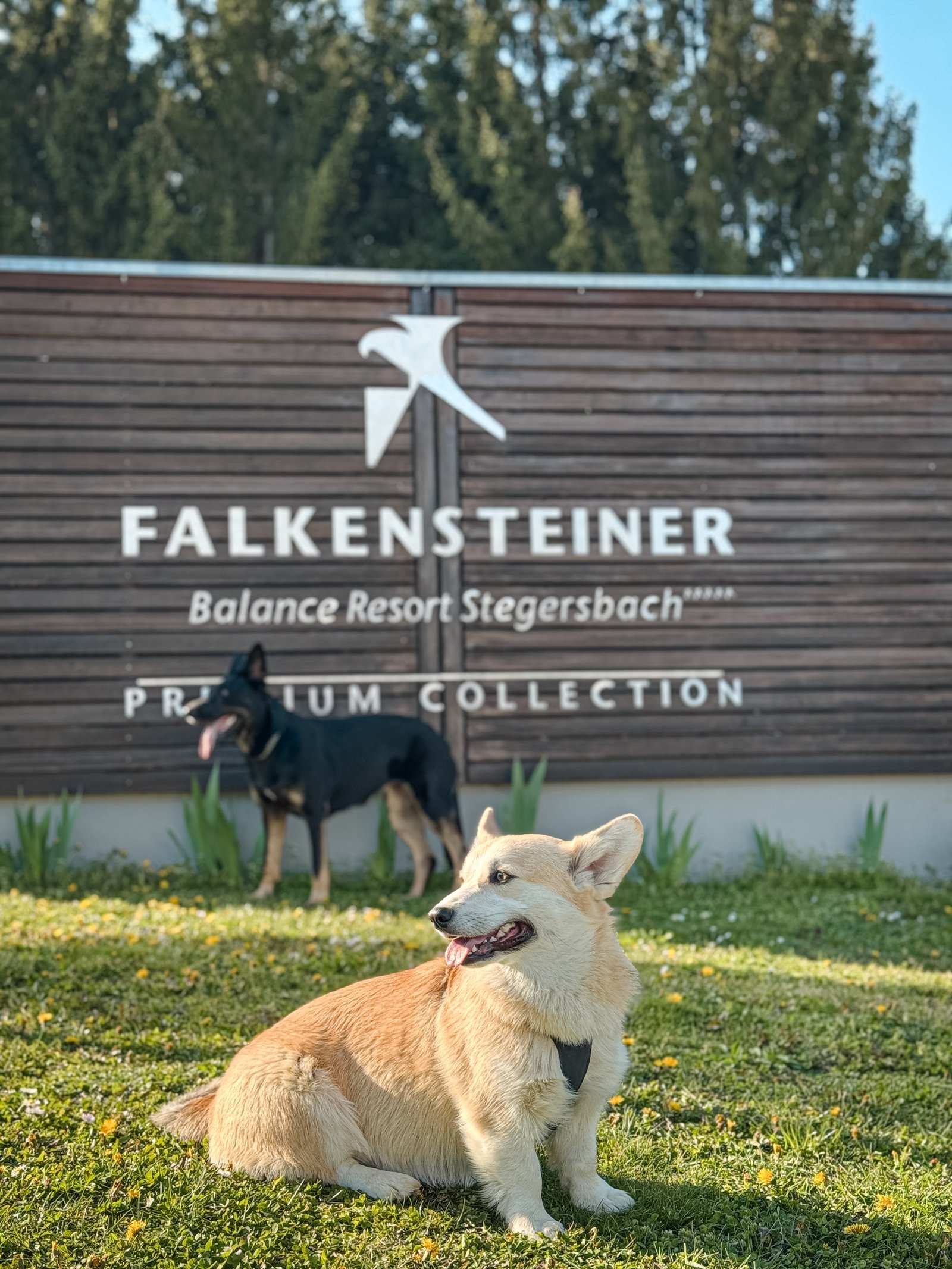 Böjte Csenge portfolio