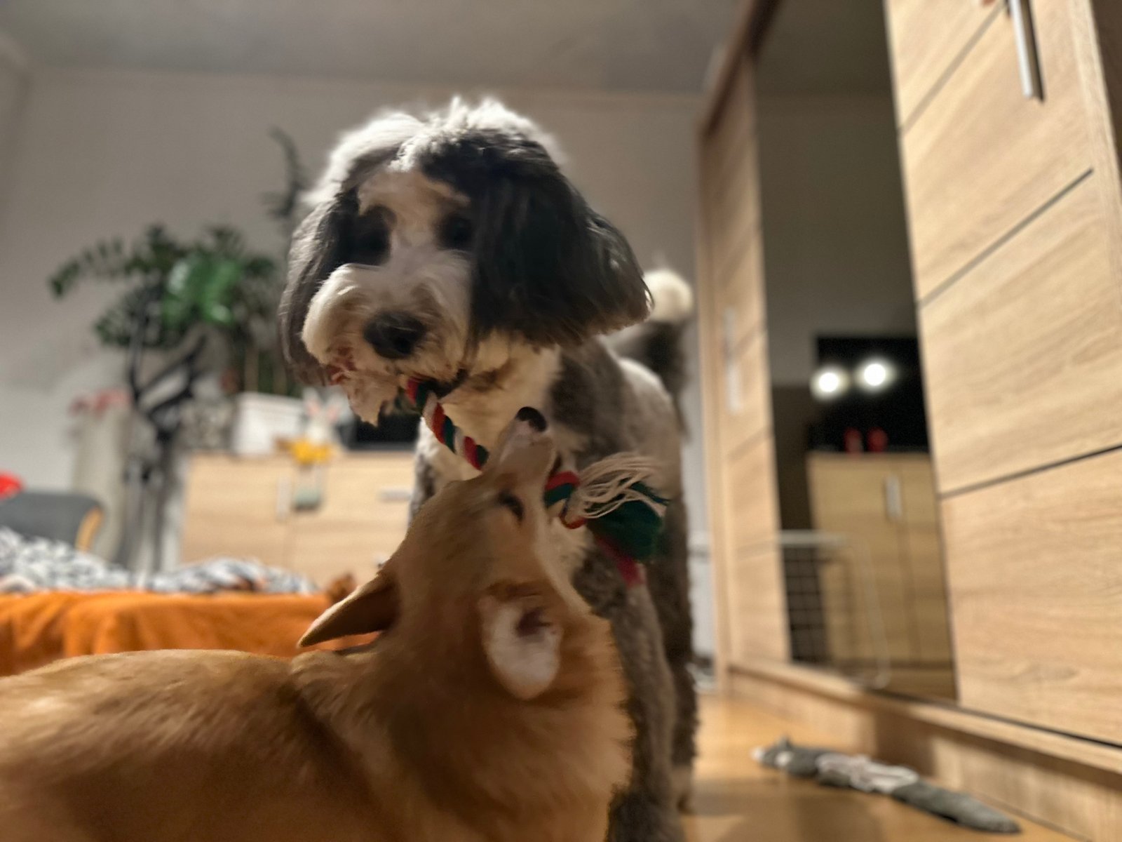 Csató Enikő portfolio