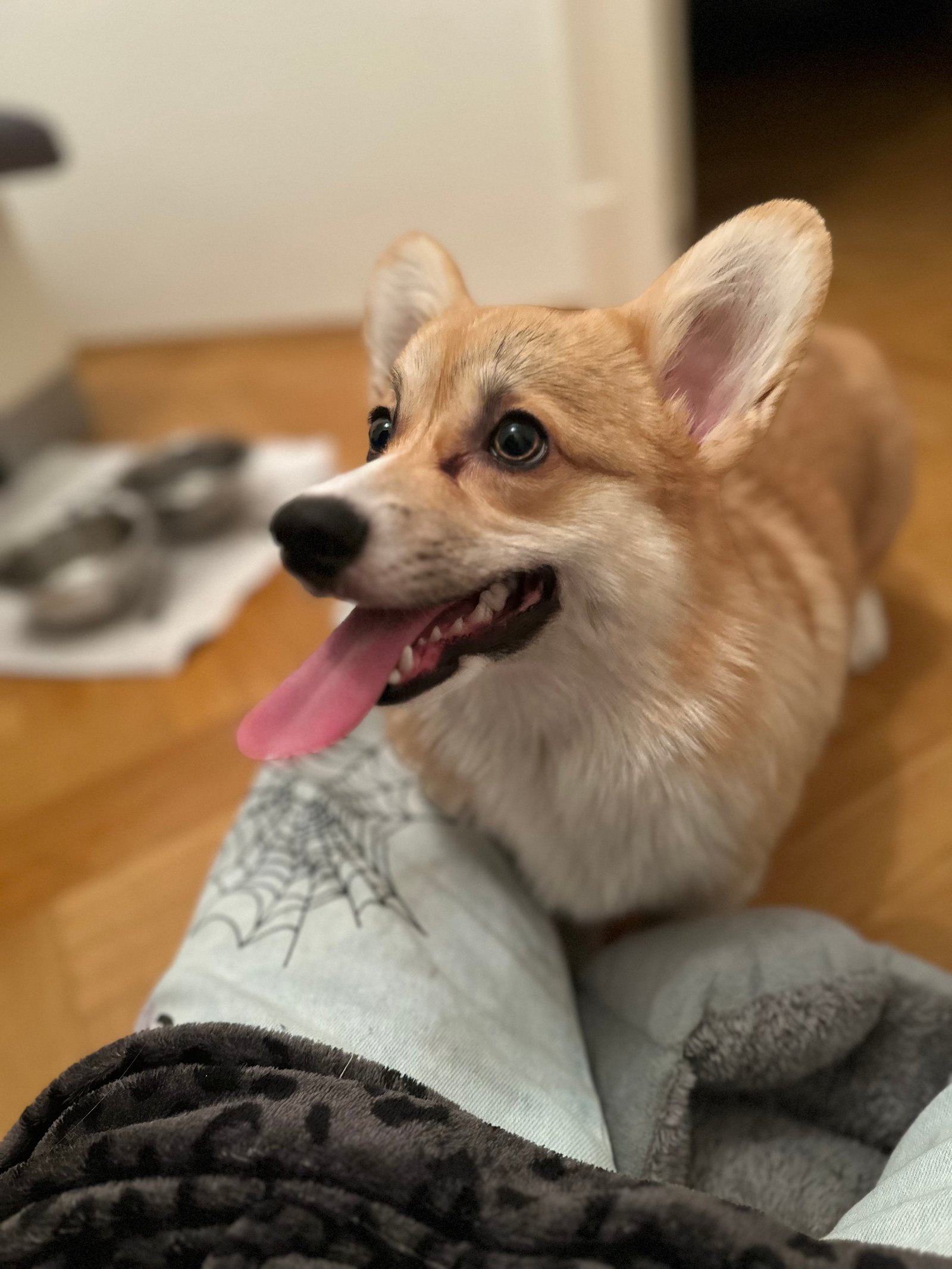 Csató Enikő portfolio