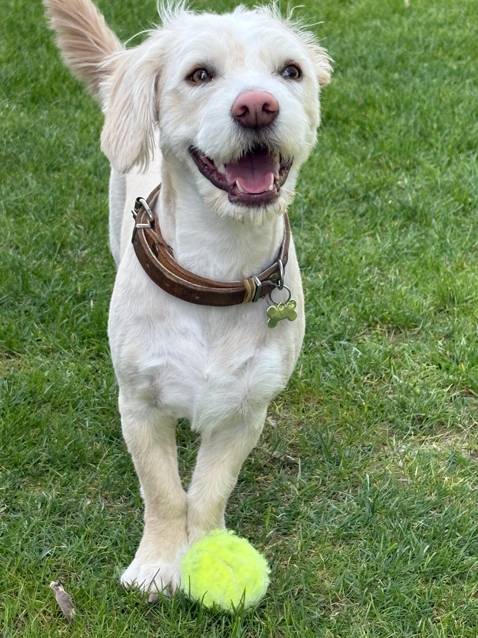 Mezei Virág portfolio