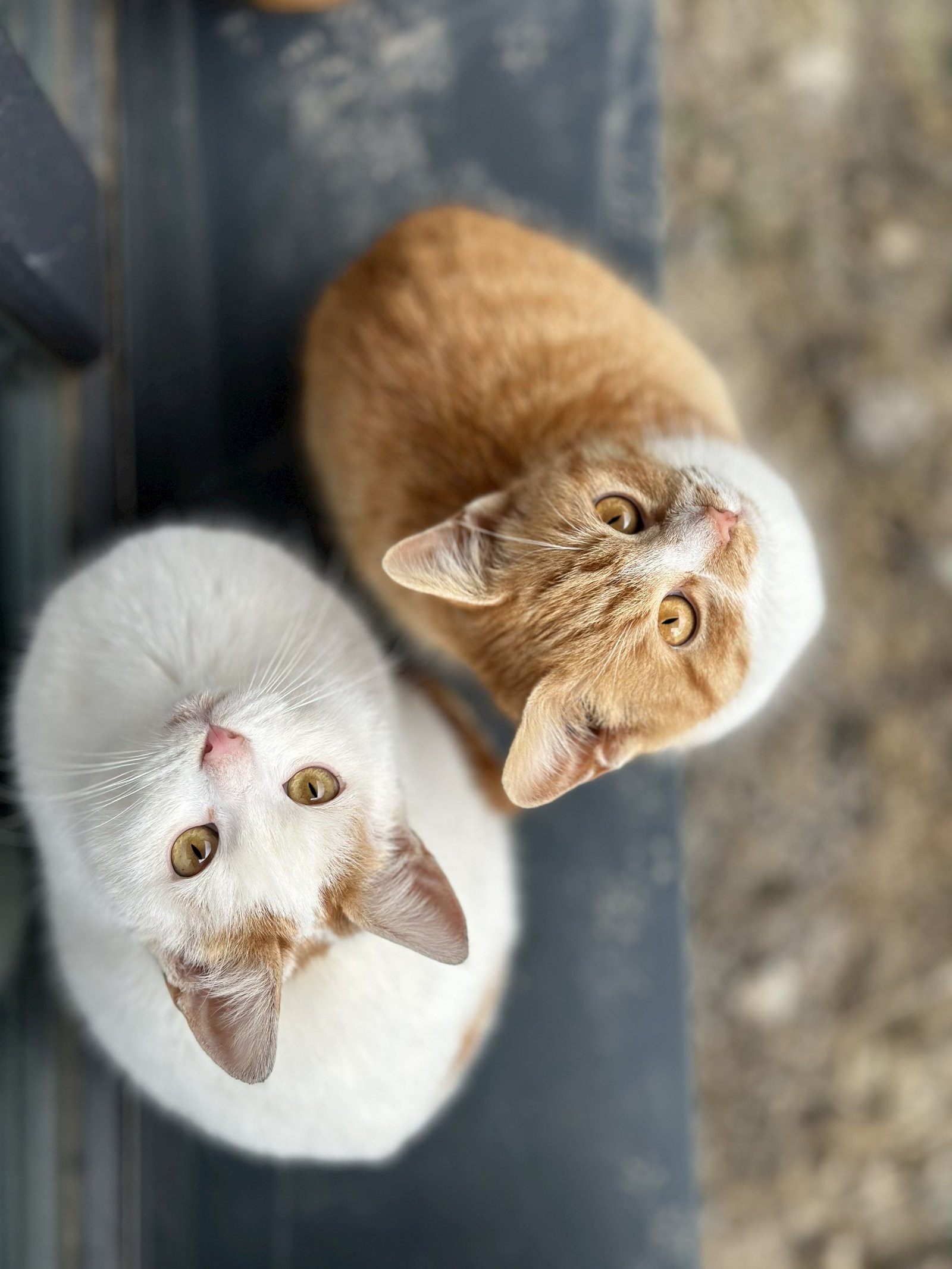 Maja Osvath portfolio