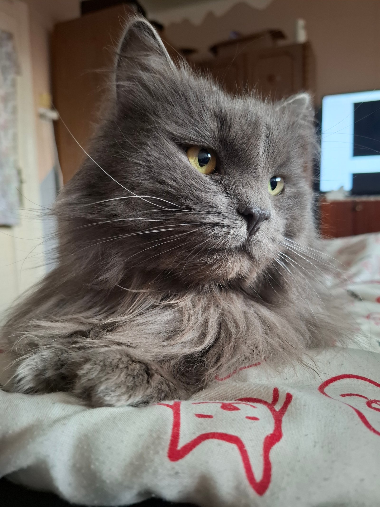 Pribék Anita portfolio