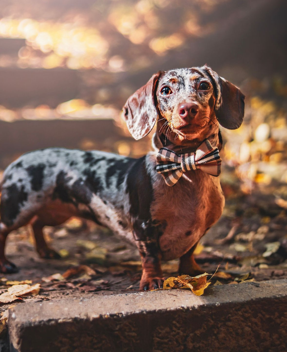 Tóth Titanilla portfolio