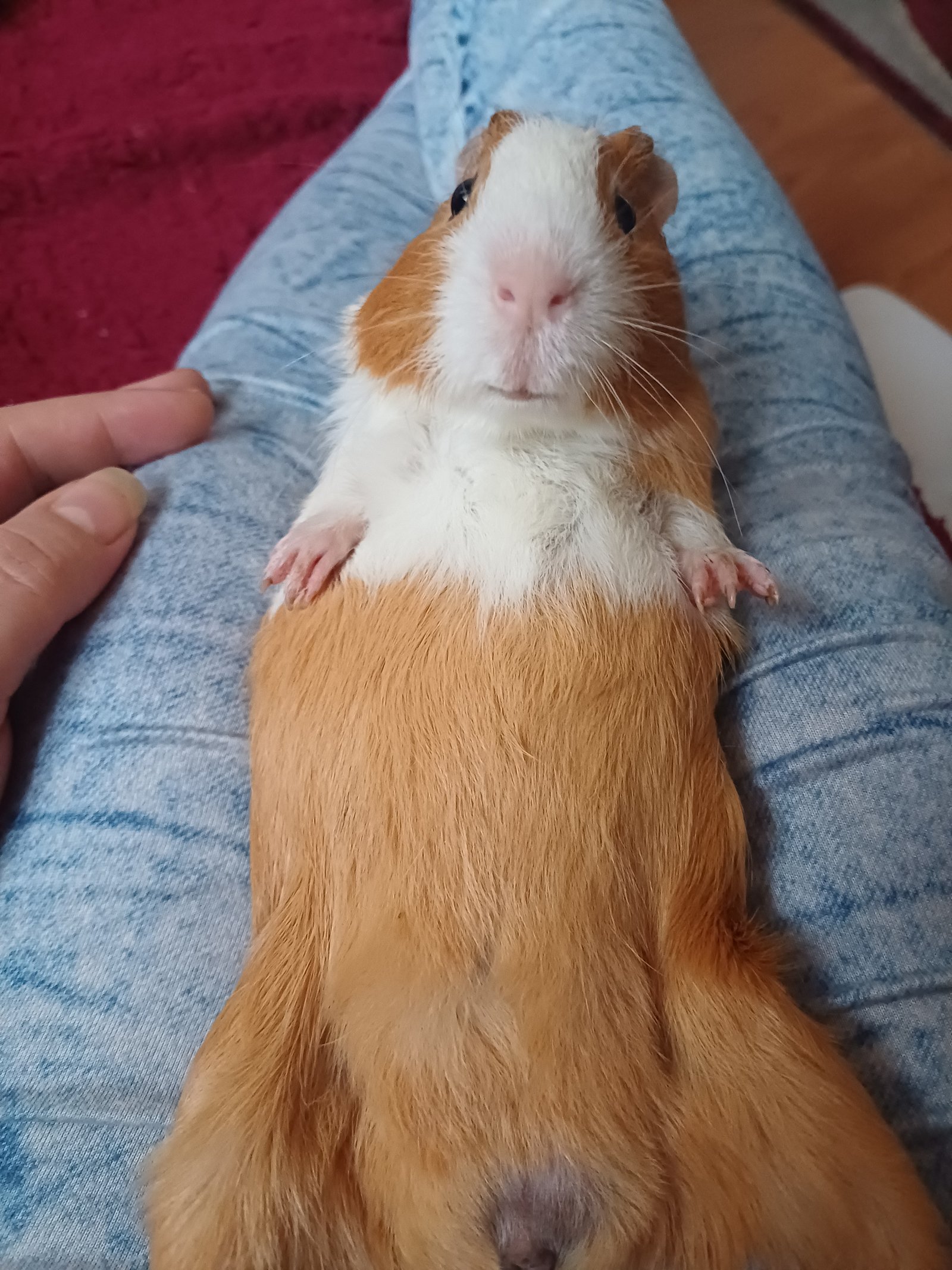 Timea zsuzsa Ambrus portfolio