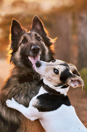 Berki Szilvi | Nudli & Roxi portfolio