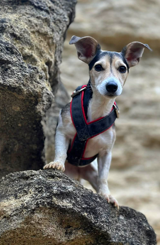 Berki Szilvi | Nudli & Roxi portfolio