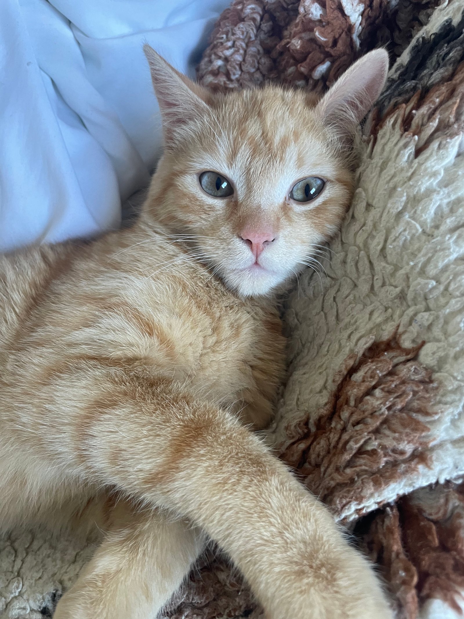 Bíró Szilvia portfolio