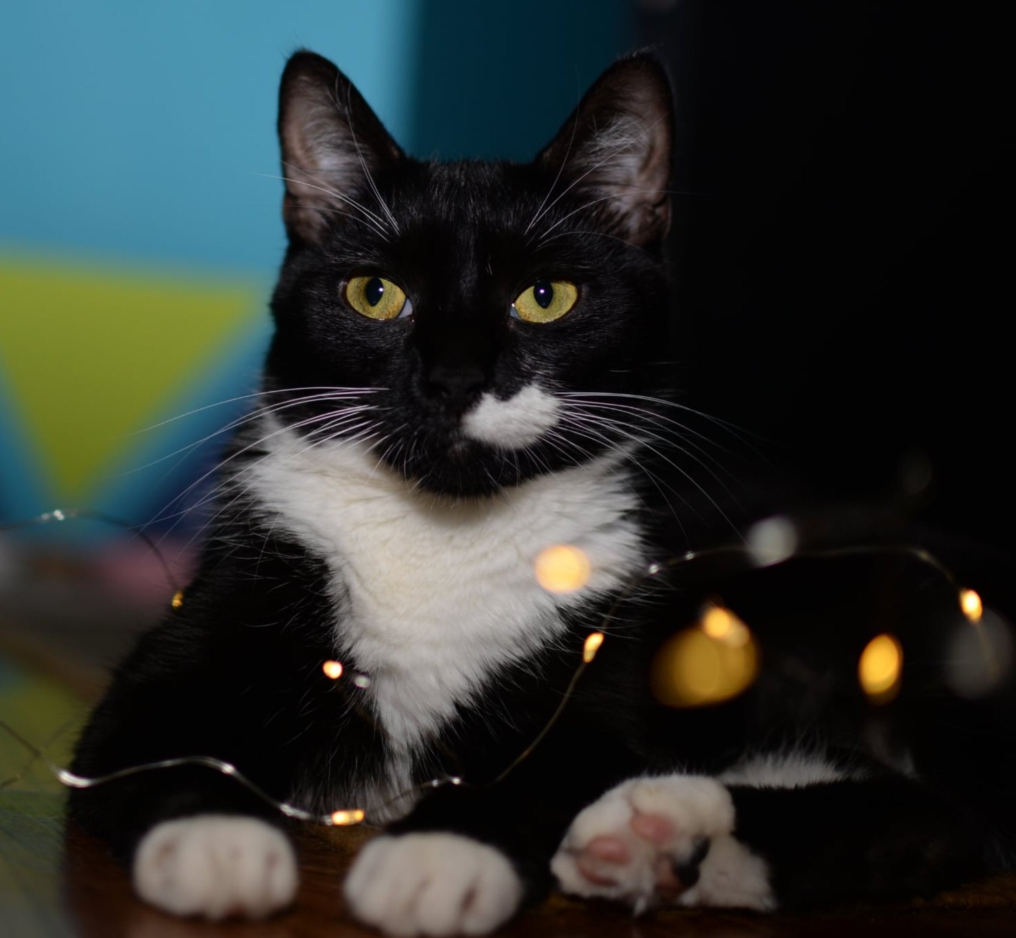 Madarász Fanni portfolio