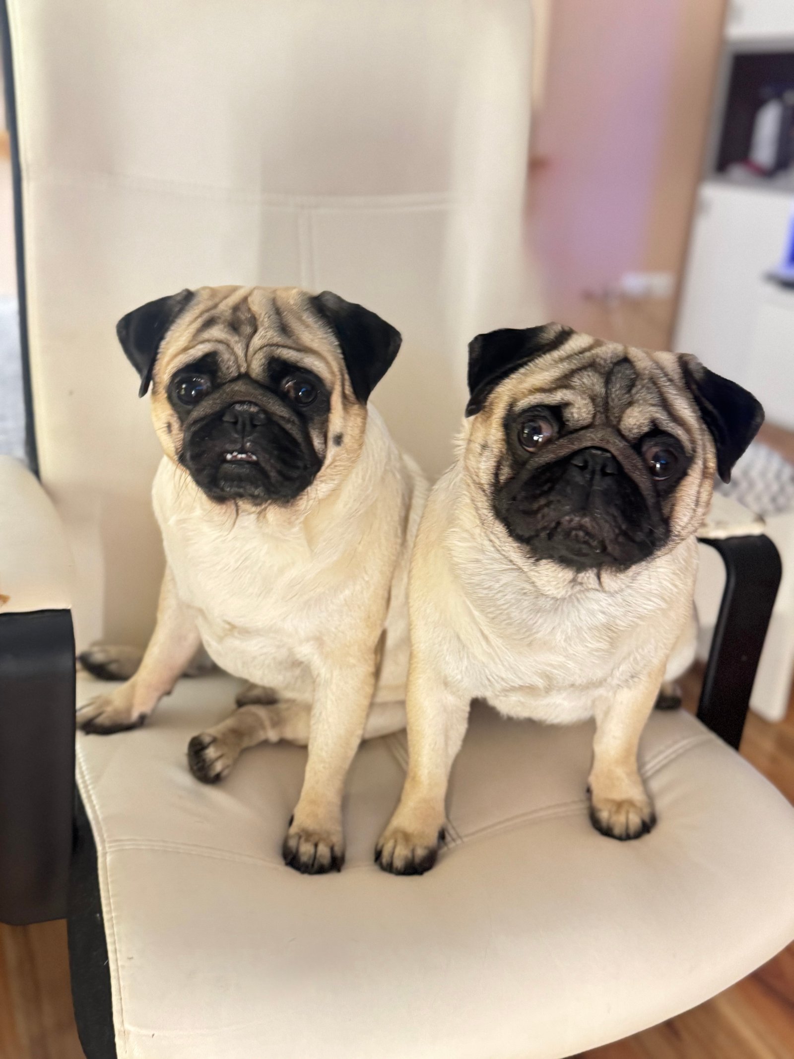 Maródi Brigitta portfolio