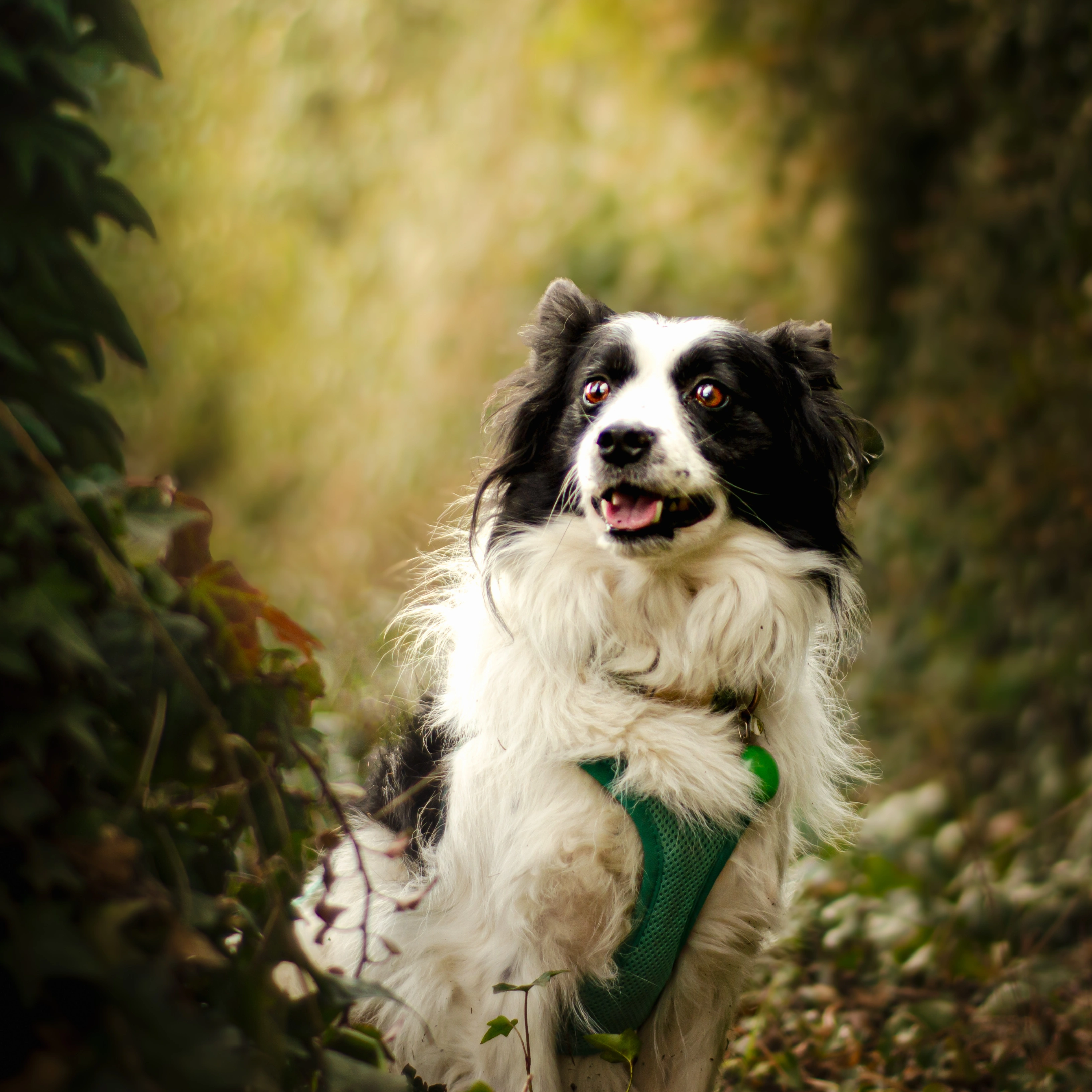 Tímea Botosová portfolio