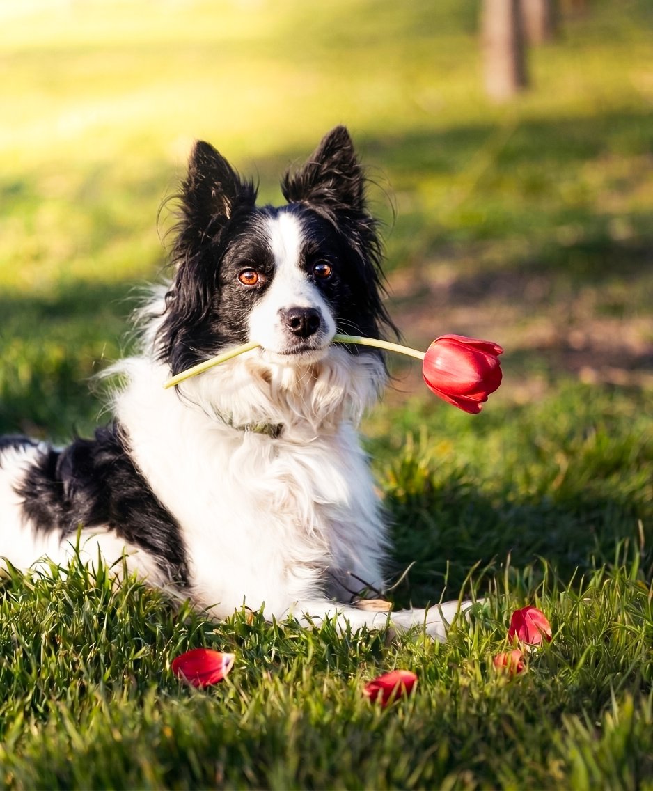 Tímea Botosová portfolio