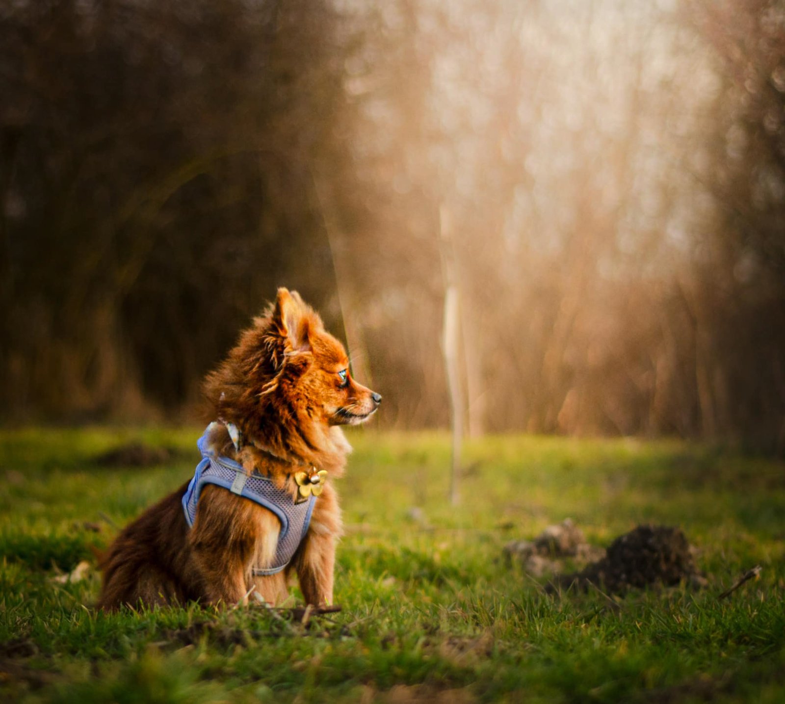 Tímea Botosová portfolio